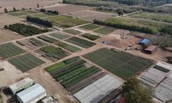 Adana Yeniden Yeşerecek! 5 Milyon Fidan Toprakla Buluşuyor