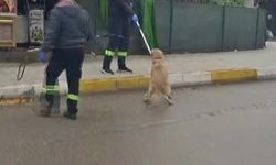 Adana’da Sokak Köpekleri İçin Büyük Operasyon Başladı!