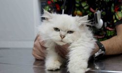 Veterinerler Bile Şaşkın: Bu Anomali Literatürlerde Yok