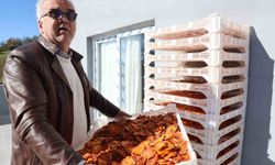 Köyde kurulan tesisle kurutulan cennet hurmaları Almanya'ya ihraç edildi