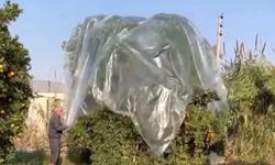 Adana’da Şaşırtan Önlem! Çiftçi Mandalinaları Böyle Korudu