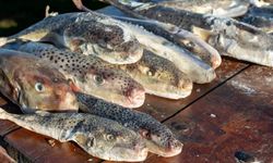 Akdeniz’den 4 Günde 128 Bin Balon Balığı Çıktı!