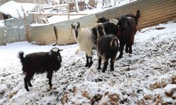 Adana’da Kurt Alarmı: Üretici Hayvancılığı Bırakma Noktasında