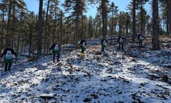 Saimbeyli’de Doğaya Büyük Dokunuş! 185 Hektarlık Alanda Karaçam Seferberliği