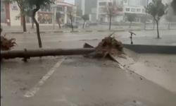 Meteoroloji Uyarmıştı! Adana’da Ağaçlar Araçların Üzerine Devrildi