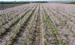 Kozan’da Yalancı Bahar! Şeftali Ağaçları Pembe Beyaza Büründü