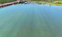 Bir Ayda Bir Yıllık Yağış: Adana’da Tarlalar Göle Döndü