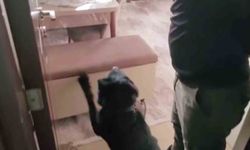 Mutfaktaki Sandık Sır Vermedi! 814 Gram Eroin Ele Geçirildi