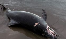 Karataş Sahilinde Şaşırtan Görüntü! Ölü Yunus Kıyıya Vurdu