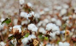 Adana’da Pamuk Üreticilerine Kritik Uyarı!