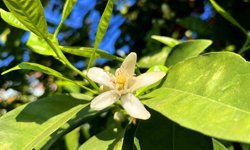 Adana'da portakal çiçeği kokusu kenti sardı