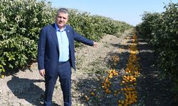 CHP’li Ayhan Barut’tan Limonda Sert Tepki: “Bu Karar Üreticiye Darbedir!”