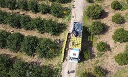 Geçen Yıl 9,5 Liraydı, Bu Yıl 60 Lira! Üreticinin Yüzü Güldü