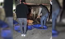 ‘Eşek’ Kazası!