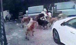 “Çocuklarımızı Nasıl Koruyacağız?” Mahallede Büyük Panik