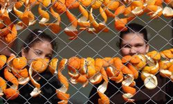 Turunç ve Limon Kabuğu Gelir Kapısı Oldu!