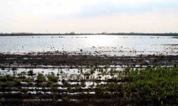 TZOB Genel Başkanı Bayraktar: 'Üreticilerimize muhakkak nakdi yardım yapılması gerekiyor'
