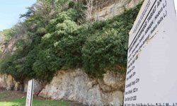 Türkiye’nin En Yaşlı Canlılarından Biri Adana’da!