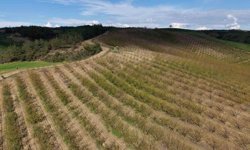 Ceviz Büyüklüğünde Dolu Felaketi! Kayısı Bahçeleri Yerle Bir Oldu