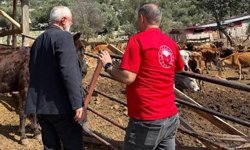 Adana’nın Yerli Irkı Şaşırtıyor! “Güney Sarısı” Verimde Öne Geçti