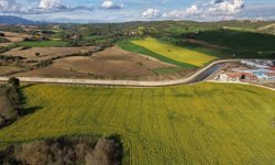 Adana’da Tarlalar Altın Gibi Parladı: Çiftçi Umutlandı!