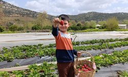 Doğanın Kalbinde Eşsiz Deneyim: Kendi Çileğini Kendin Topla