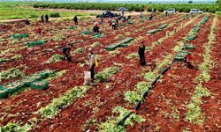 Adana’da “Sarı Altın” Hasadı Başladı: Verim Düştü, Fiyatlar Şaşırttı