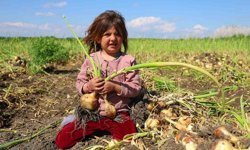 Adana’da Soğan Krizi Kapıda! Çiftçi Fiyat Bekliyor