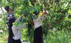 “Çukurova’da Kiraz Olmaz” Dediler, Avrupa’ya İhraç Etti!