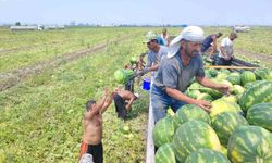 Adana'da Sıcaklık Rekor Kırıyor, Karpuz İşçileri Durmuyor!
