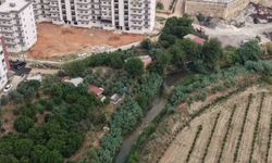 Kozan'da Koku ve Sinek Kabusu: Vatandaşlar Pencere Açamıyor