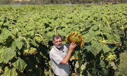 Adana’da Görenleri Hayran Bırakan Manzara! Tufanbeyli Sarıya Büründü