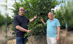 Adana’da Limonda Büyük Fiyat Şoku!