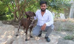 Adana’da Köpeğe Sopalı Şiddet Kamerada!