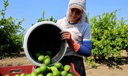 Limon Bahçelerinde Hasat Başladı!
