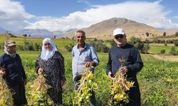 Adana’da Tarladan Sofraya: Kilosu 125 TL’den Satılıyor