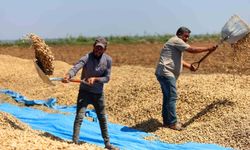 Adana’da Yer Fıstığında Hasat Başladı!