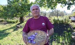 Adana’da Altın Değerinde Hasat!