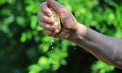 Adana’da Limon Ve Mandalina Dalında Kaldı!