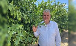 Narenciye Üreticisinin Feryadı Meclis'e Taşındı!