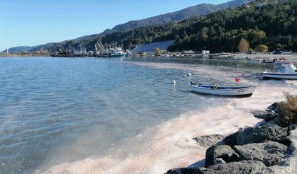 Deniz Yüzeyi Sarı Tabakayla Kaplandı