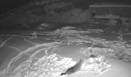 Aç Kalan Kurtlar Köye İndi