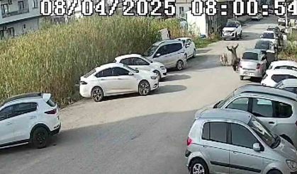 Sokak Köpeklerinin Saldırdığı Yaşlı Kadın Yaralandı