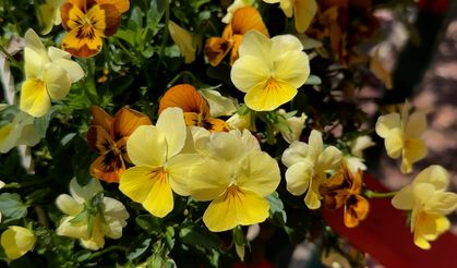 Eylül ayında toprağa eker ekmez çıkacak bitki ve çiçekler! Biraz su ve toprak yetecek