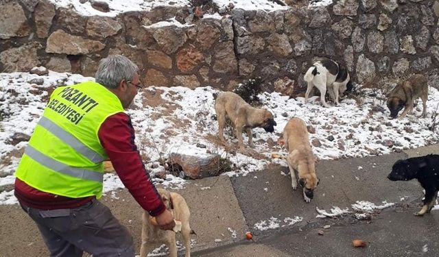 Pozantı Belediyesi Sokaktaki Canları Unutmadı
