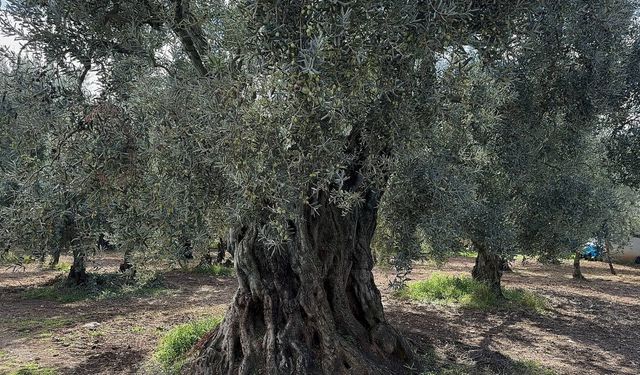 Bin 700 Yıllık Zeytin Ağaçları Hala Ürün Veriyor