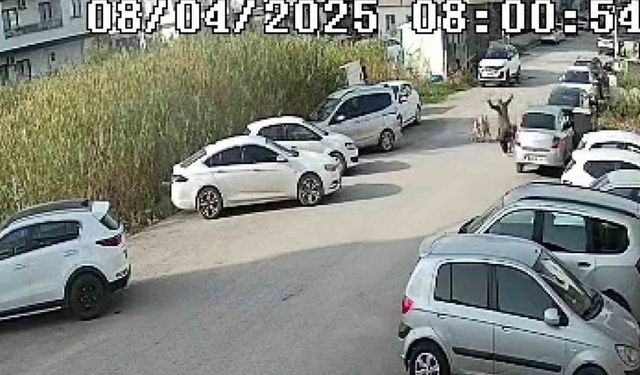 Sokak Köpeklerinin Saldırdığı Yaşlı Kadın Yaralandı