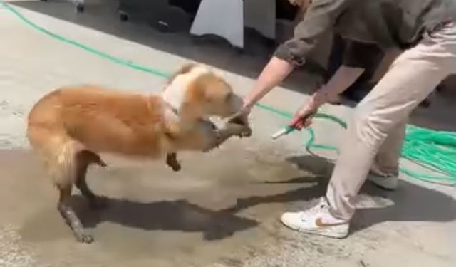 Ayakları Betona Bulanan Köpeğe Esnaftan Yardım Eli
