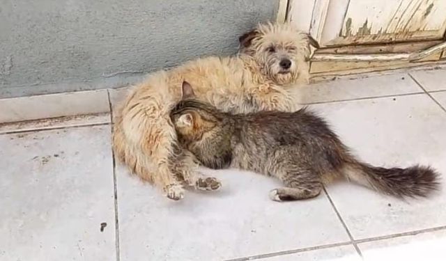 Tarçın Adlı Dişi Köpek Kedilere Annelik Yapıyor