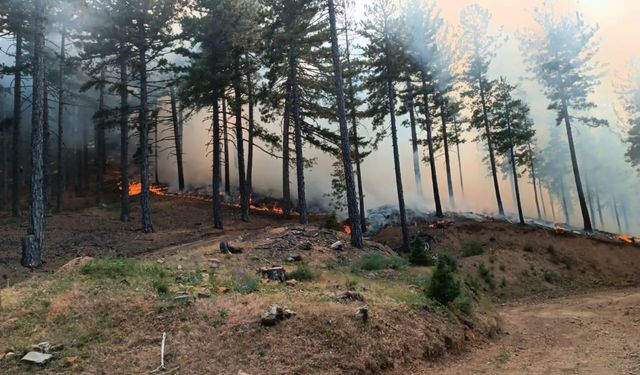 Adana Feke’de Orman Yangınına Havadan Müdahale Başladı